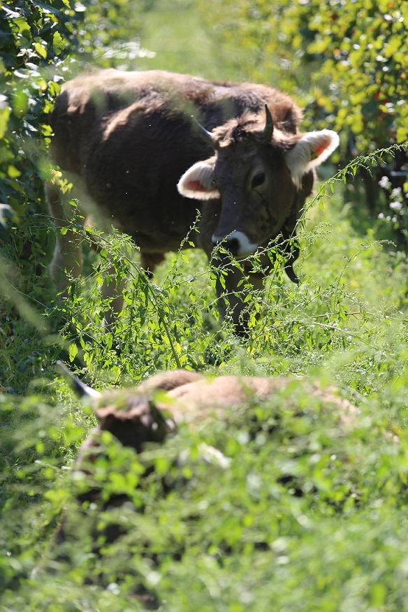 Alois Lageder oxen in vineyard